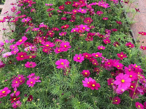 白城鲜花庆典|设计别墅花园绿化